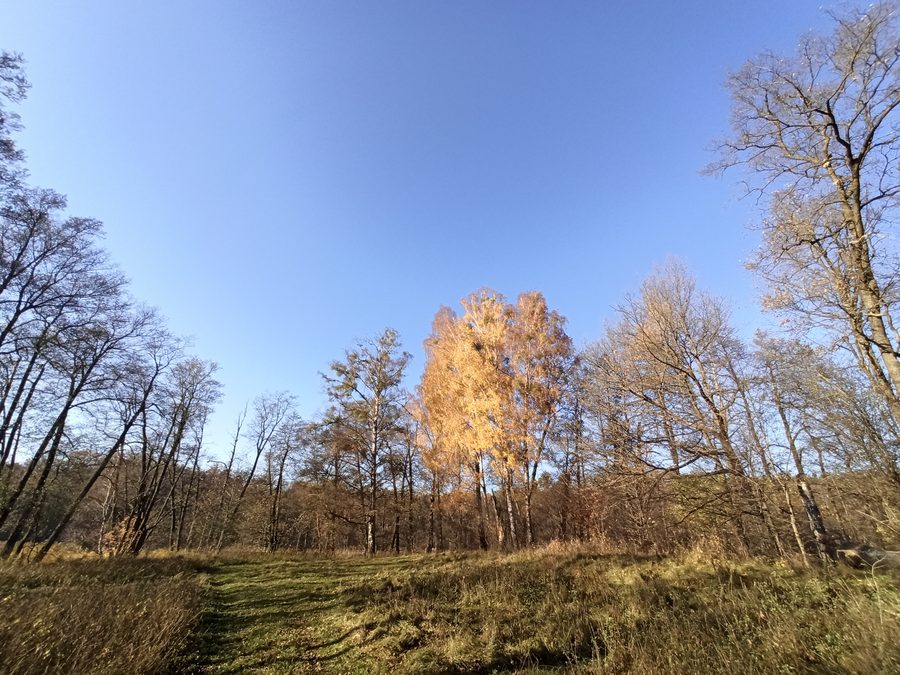 Jesienna łąka